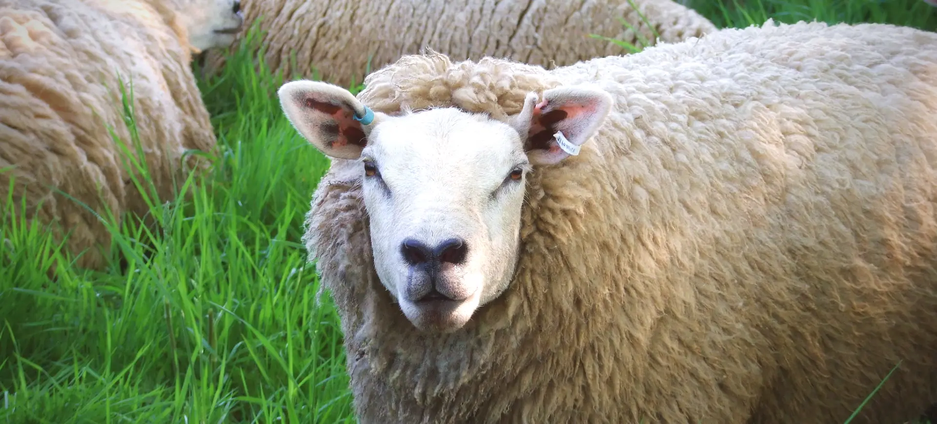 Domestic Sheep