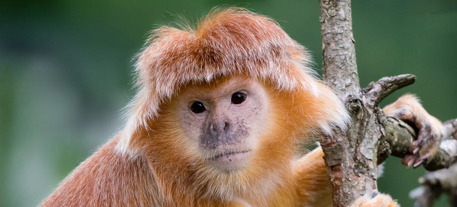 East Javan Langur