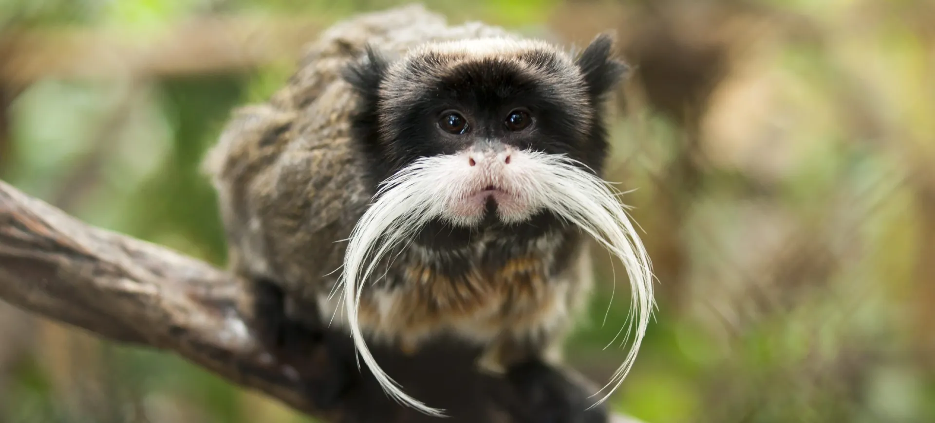 Emperor Tamarin