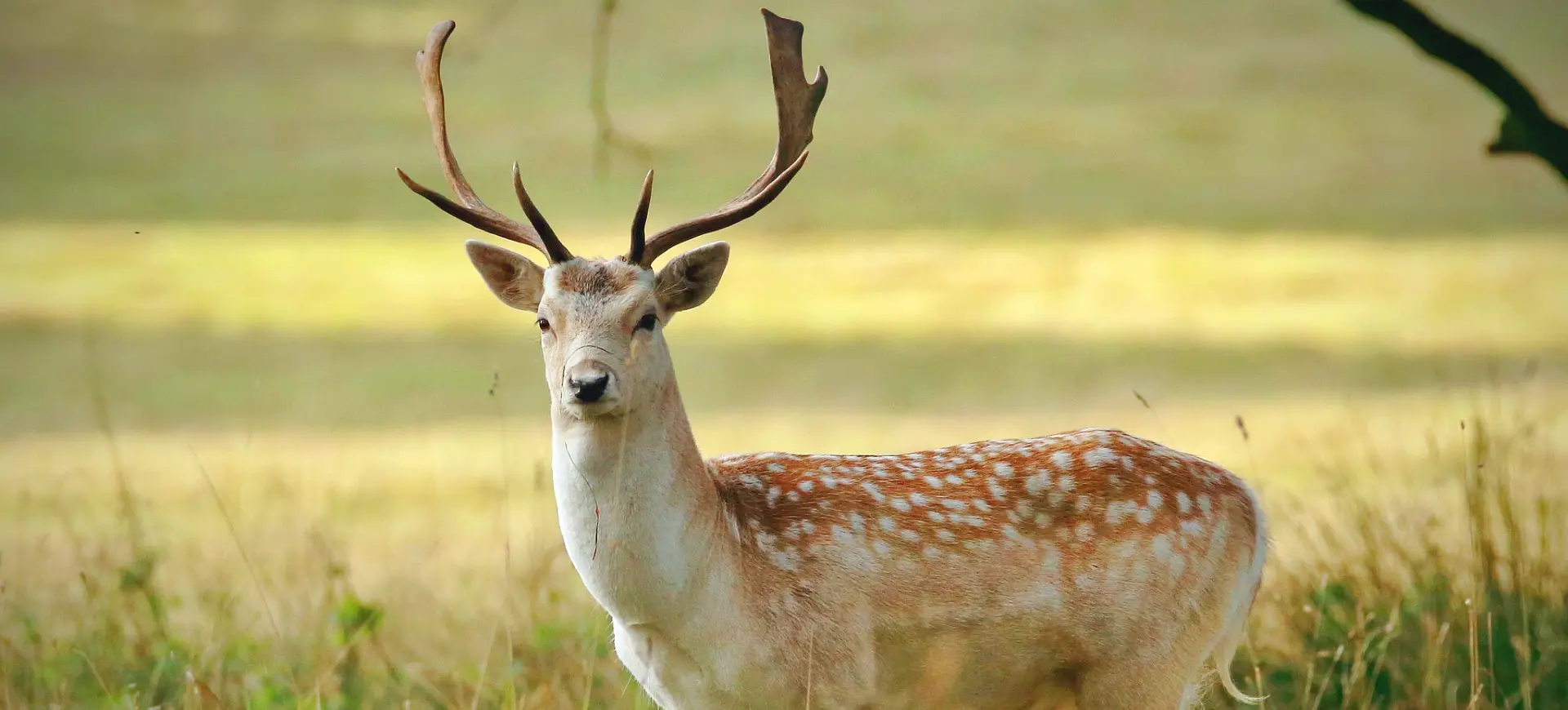 Fallow Deer