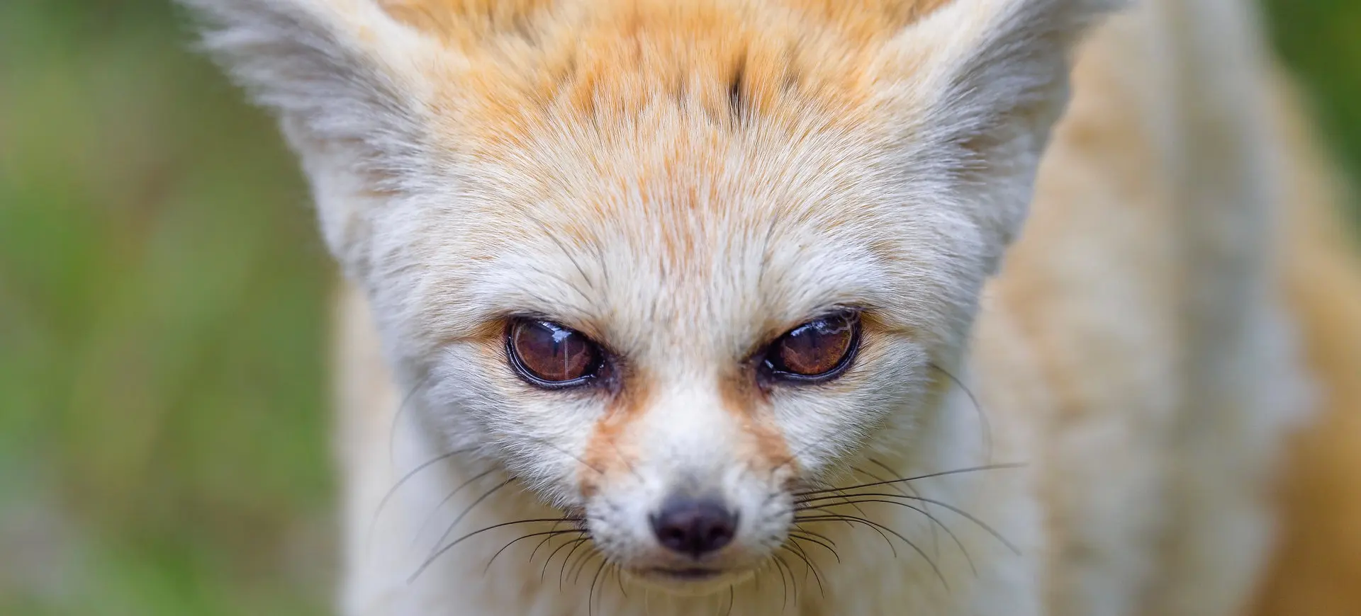 Fennec Fox