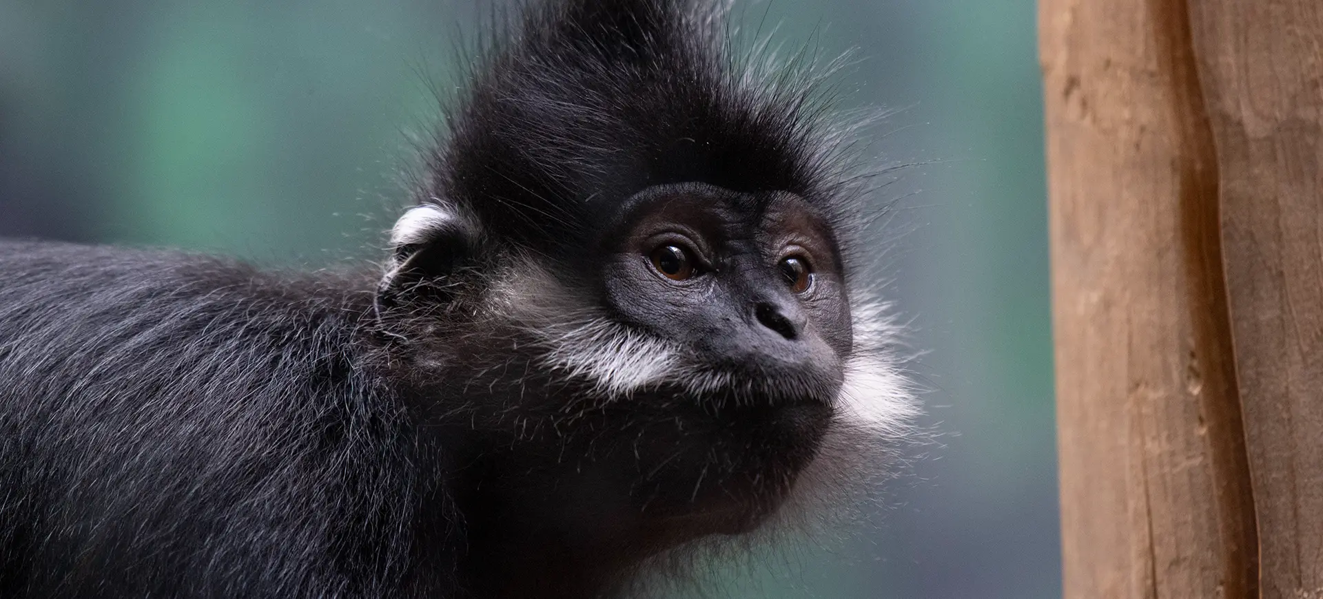 François' Langur