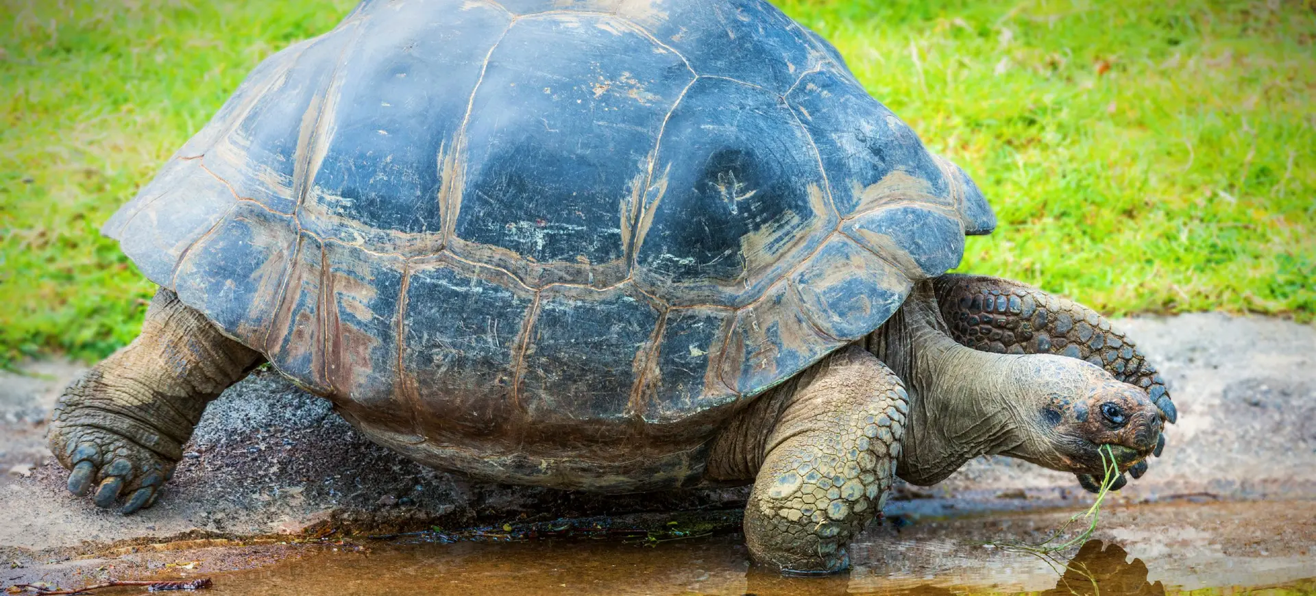 Galápagos Tortoise