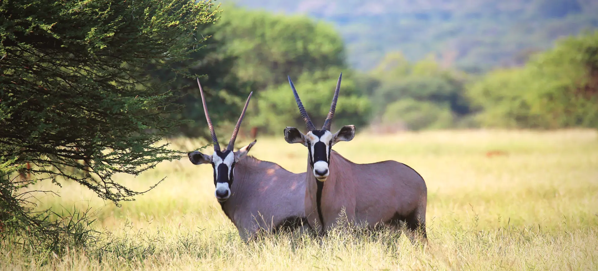 Gemsbok