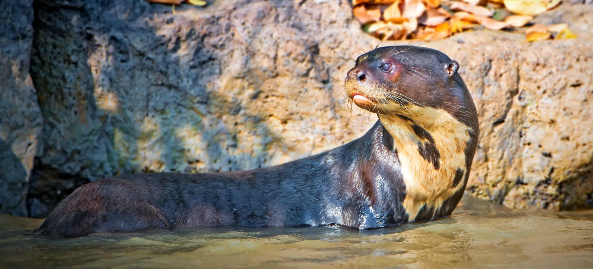 Giant Otter