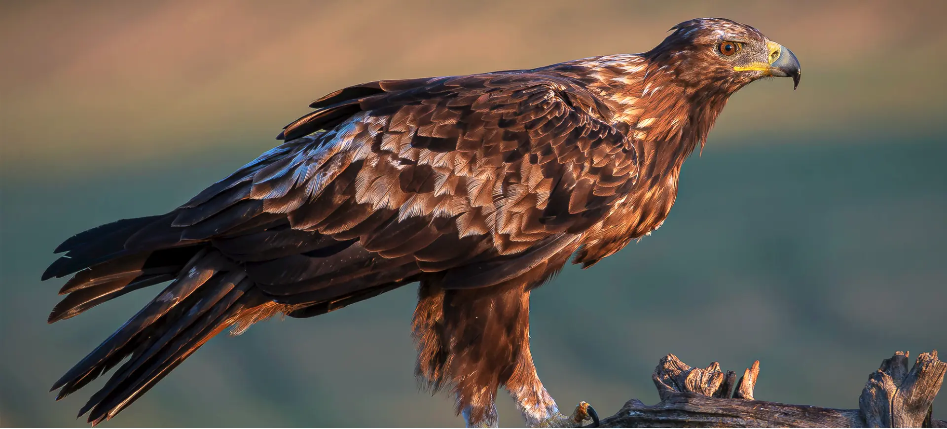 Golden Eagle