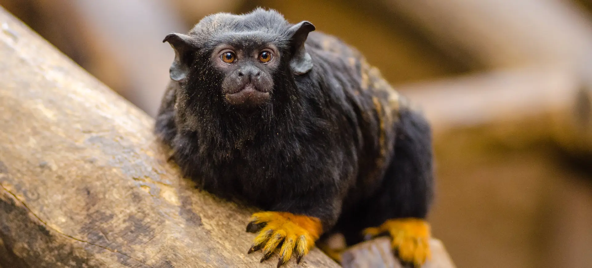 Golden-handed Tamarin