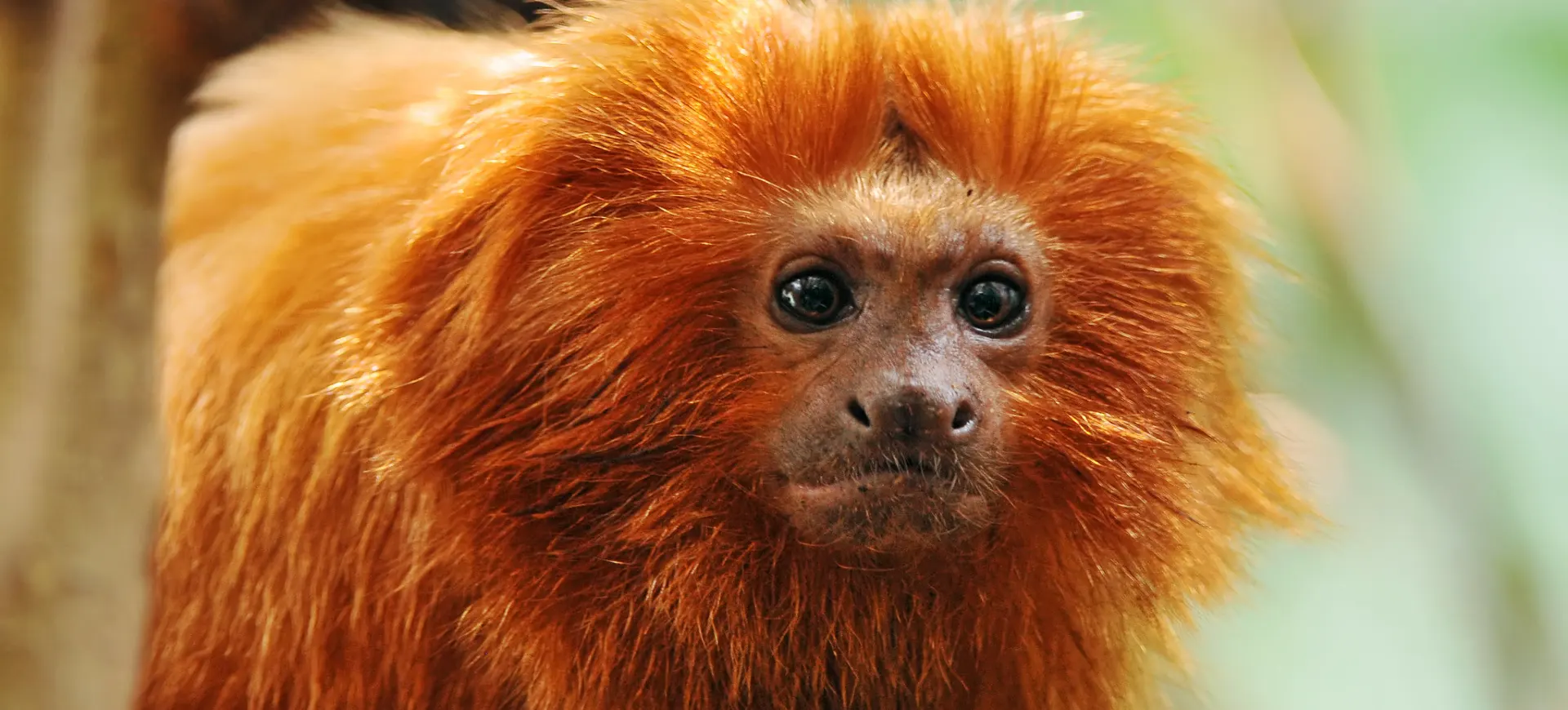 Golden Lion Tamarin