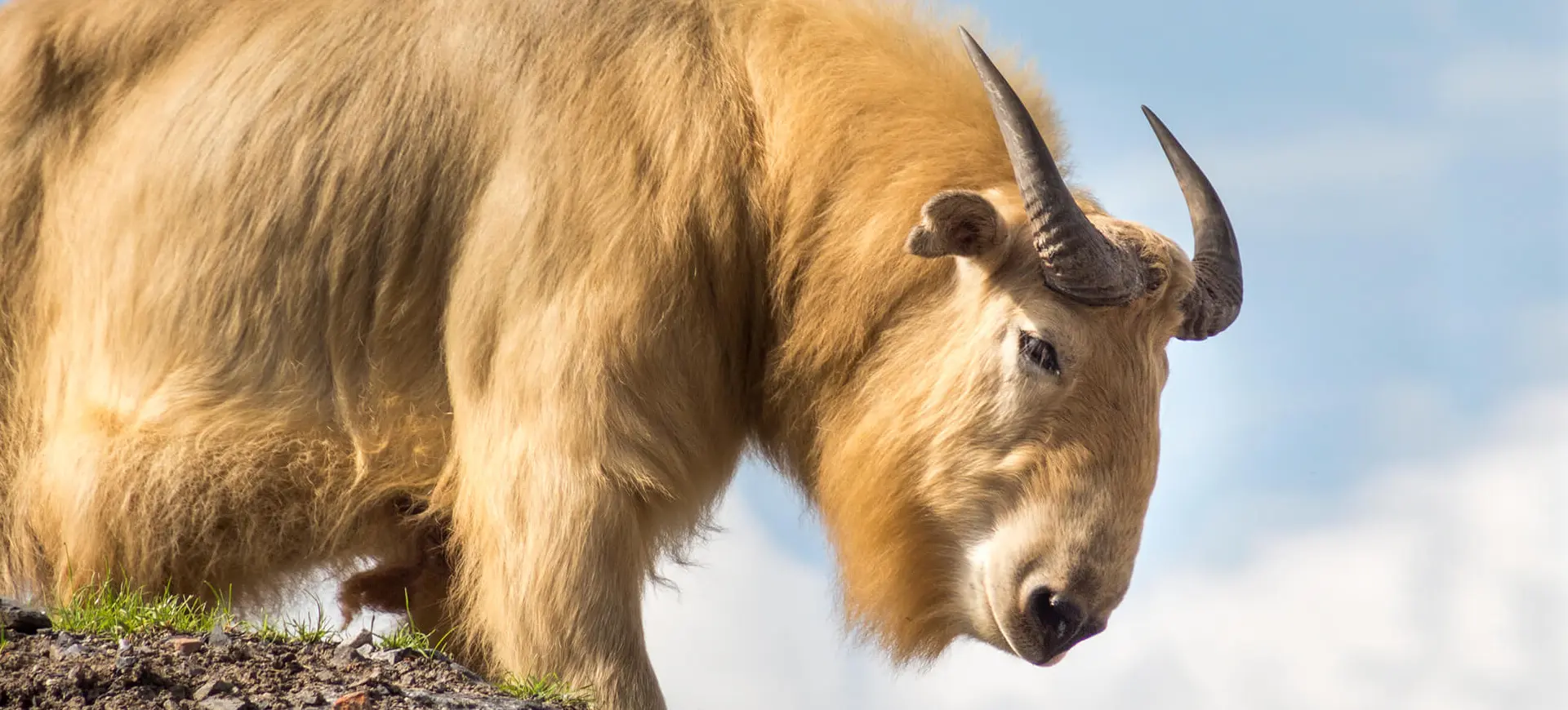 Golden Takin