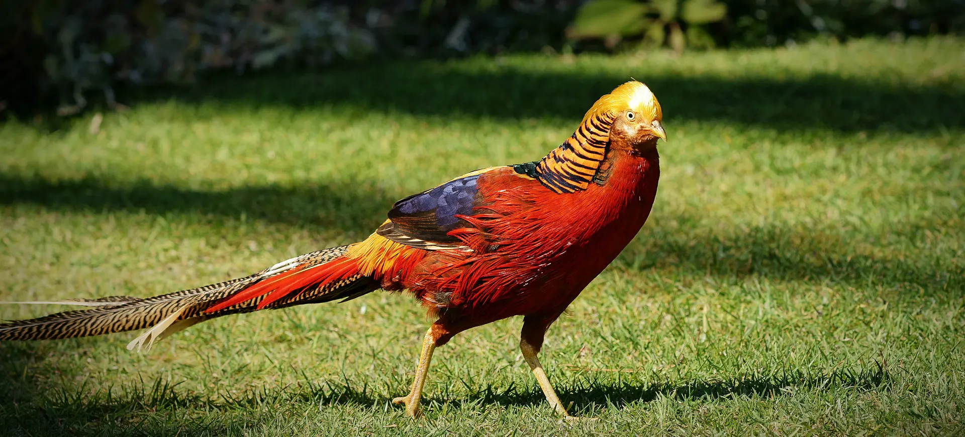 Golden Pheasant