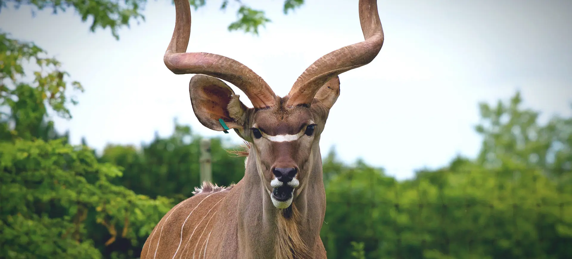 Greater Kudu