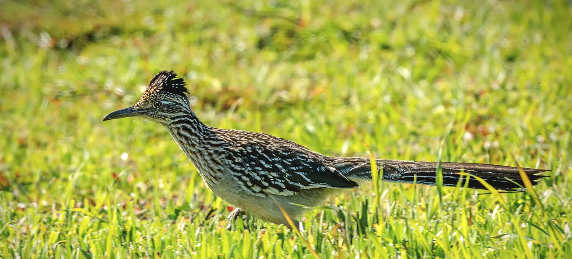 Greater Roadrunner