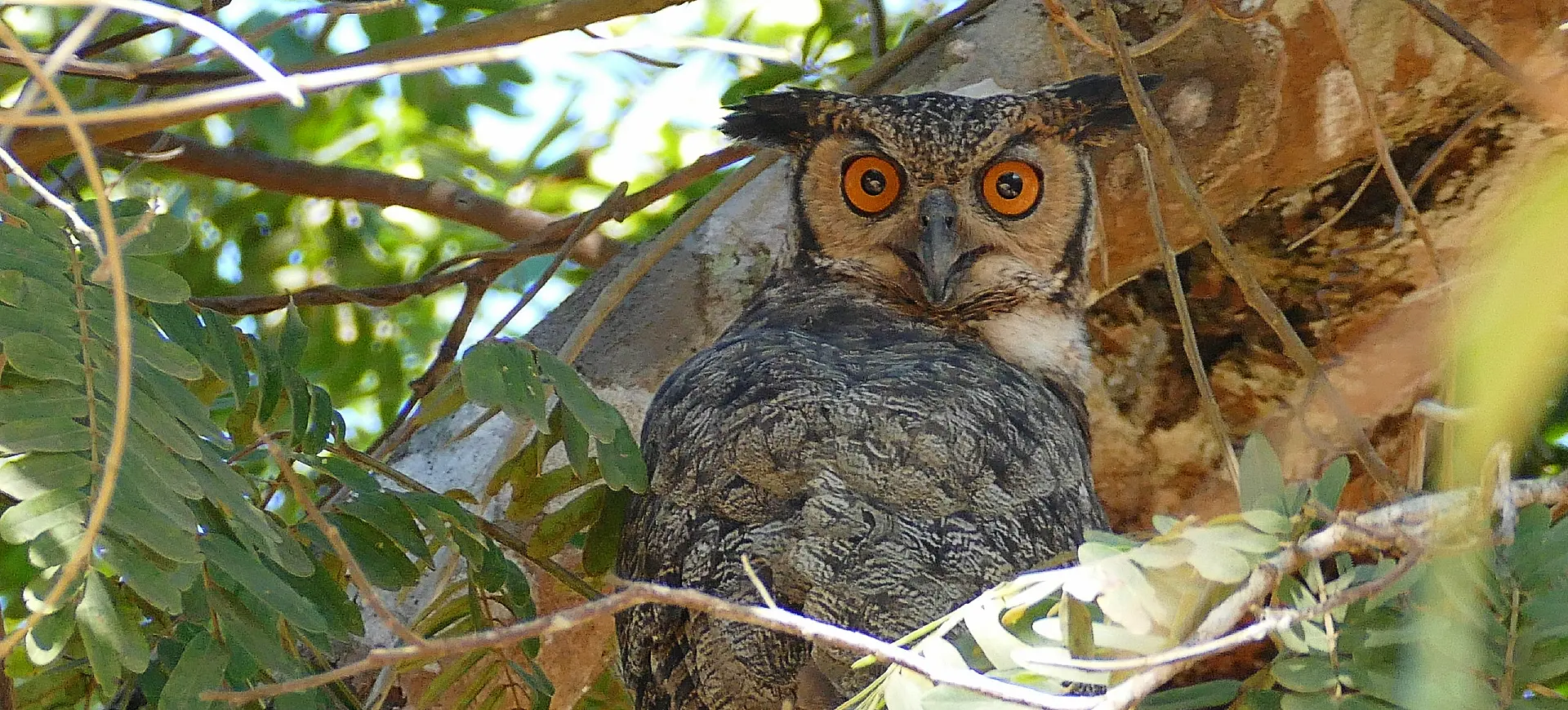 Great Horned Owl