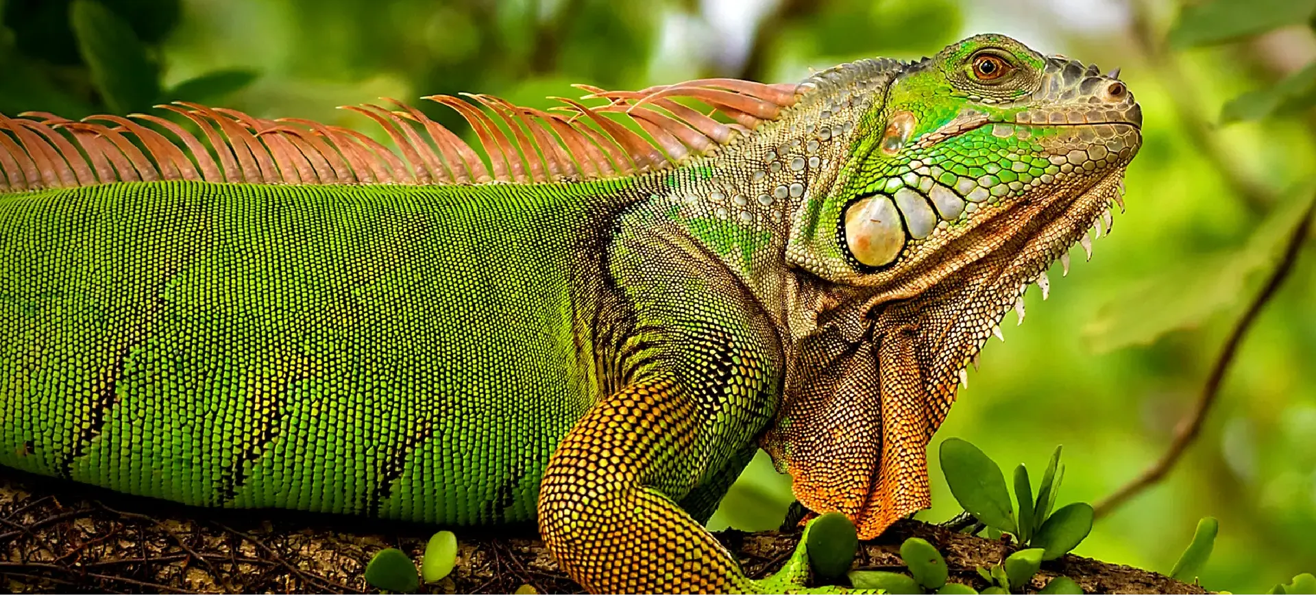 Green Iguana