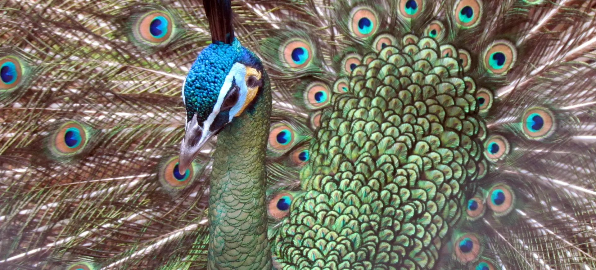 Green Peafowl