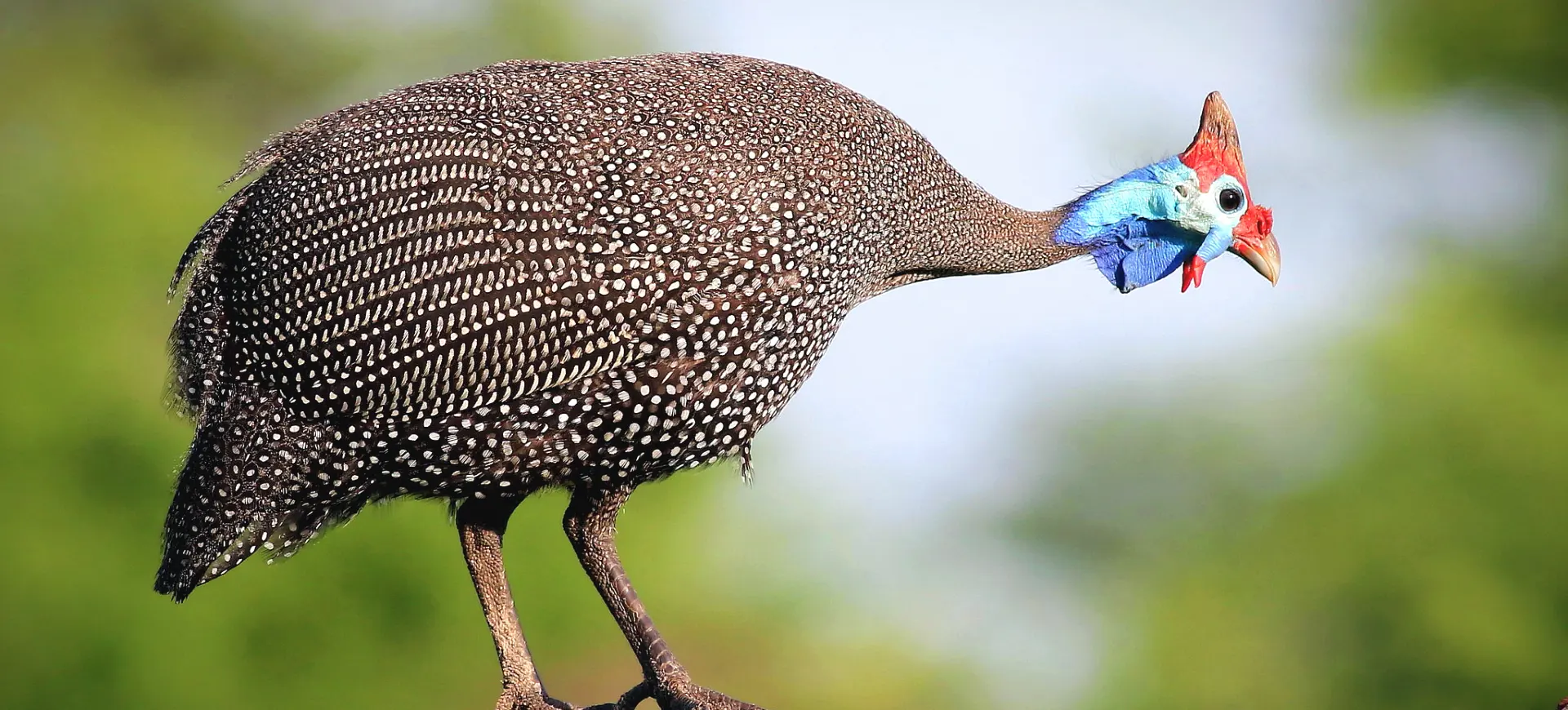 Helmeted Guineafowl