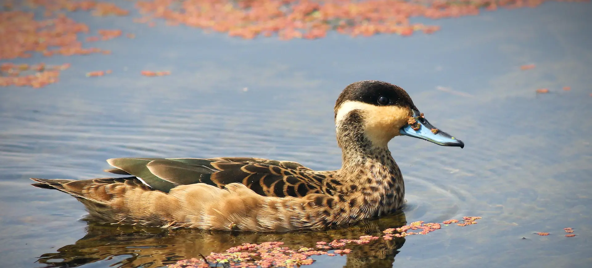 Hottentot Teal