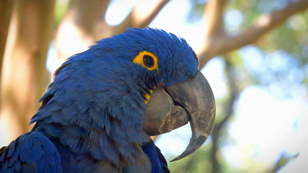 A closer look at Macaw Habitat Walls With Built In Ventilation