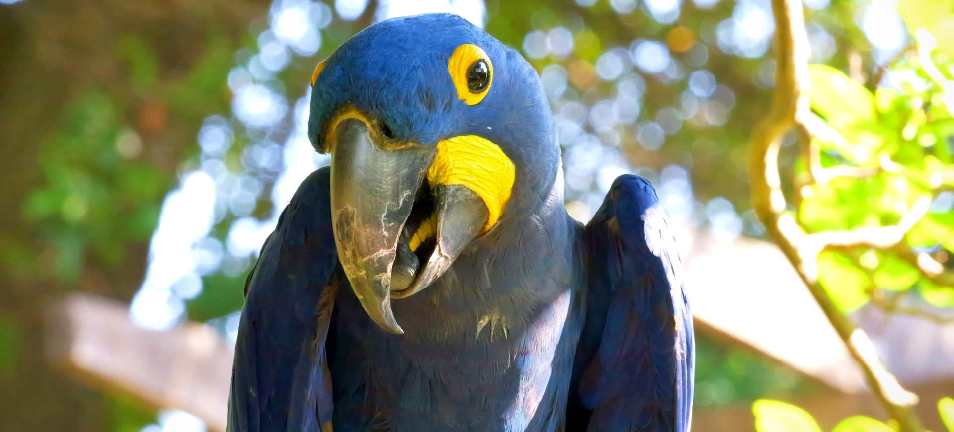 Hyacinth Macaw