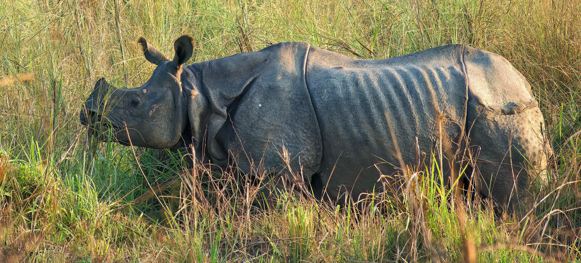 Greater One-horned Rhinoceros