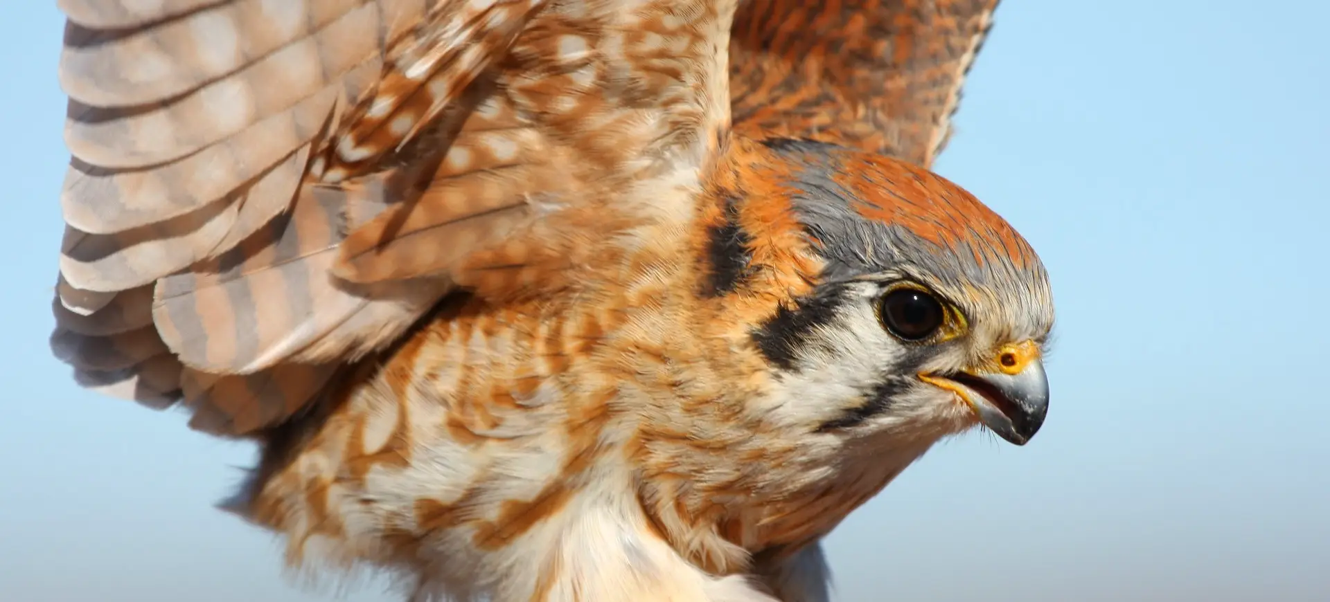 American Kestrel