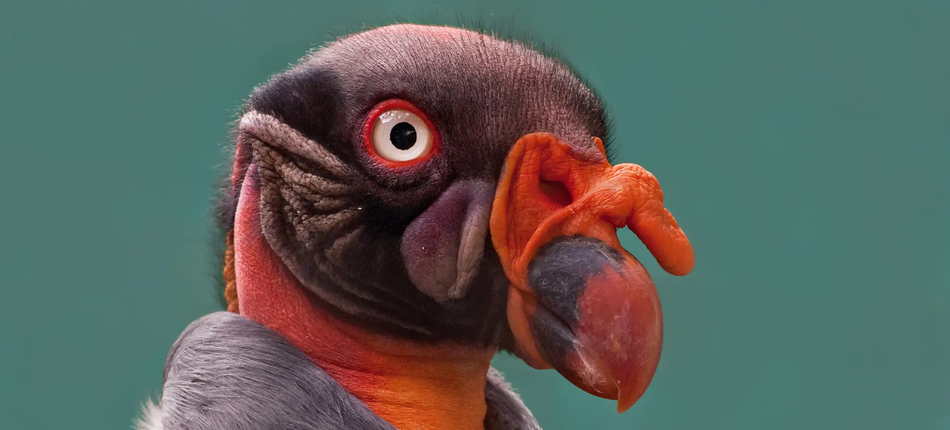 King Vulture