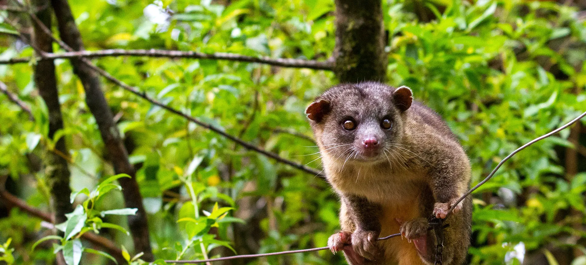 Kinkajou