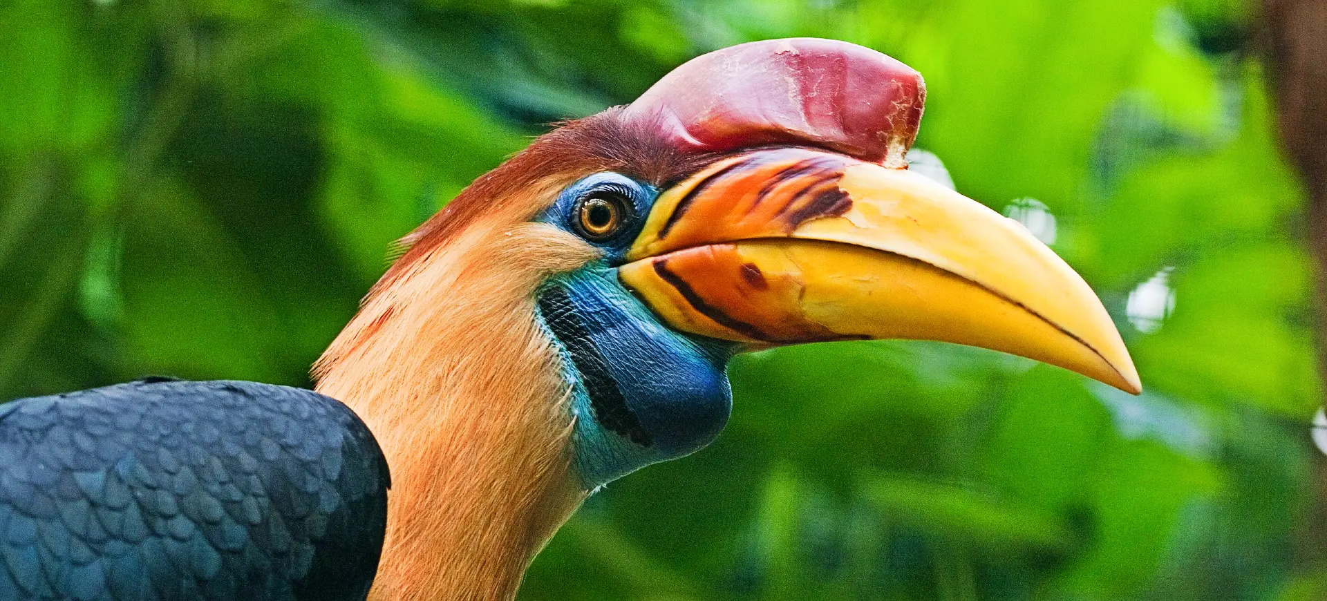 Knobbed Hornbill