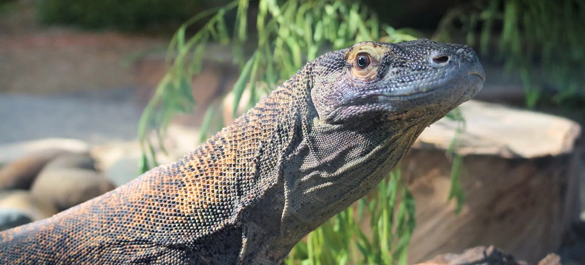 Komodo Dragon