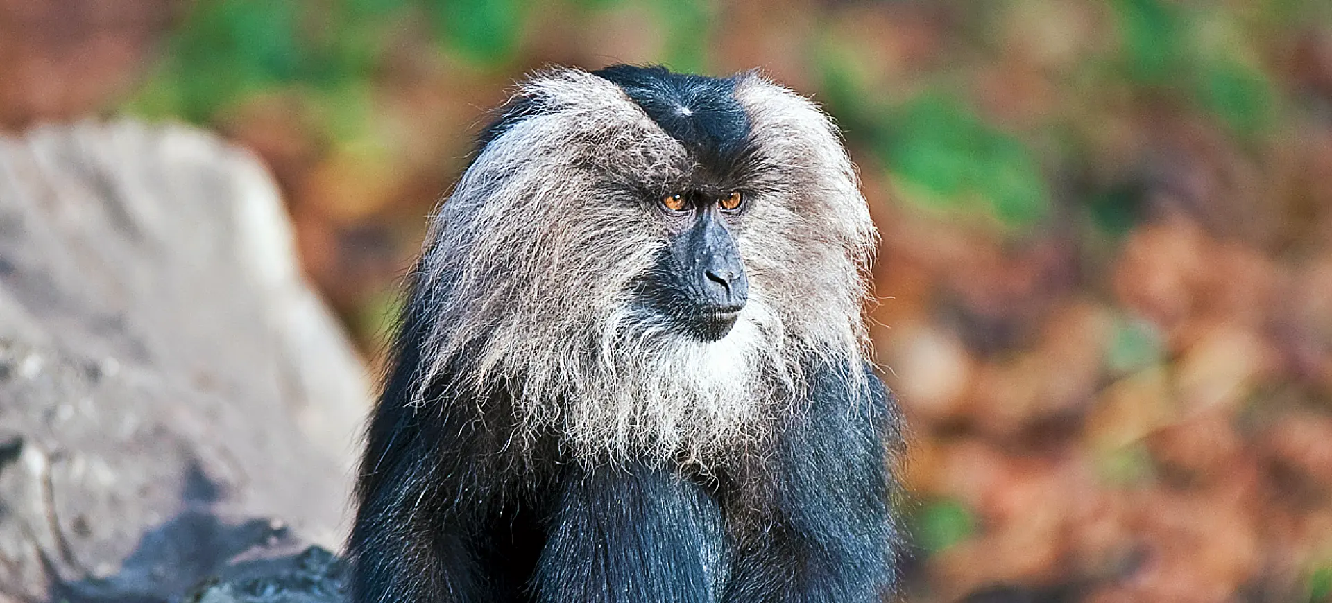 Lion-tailed Macaque