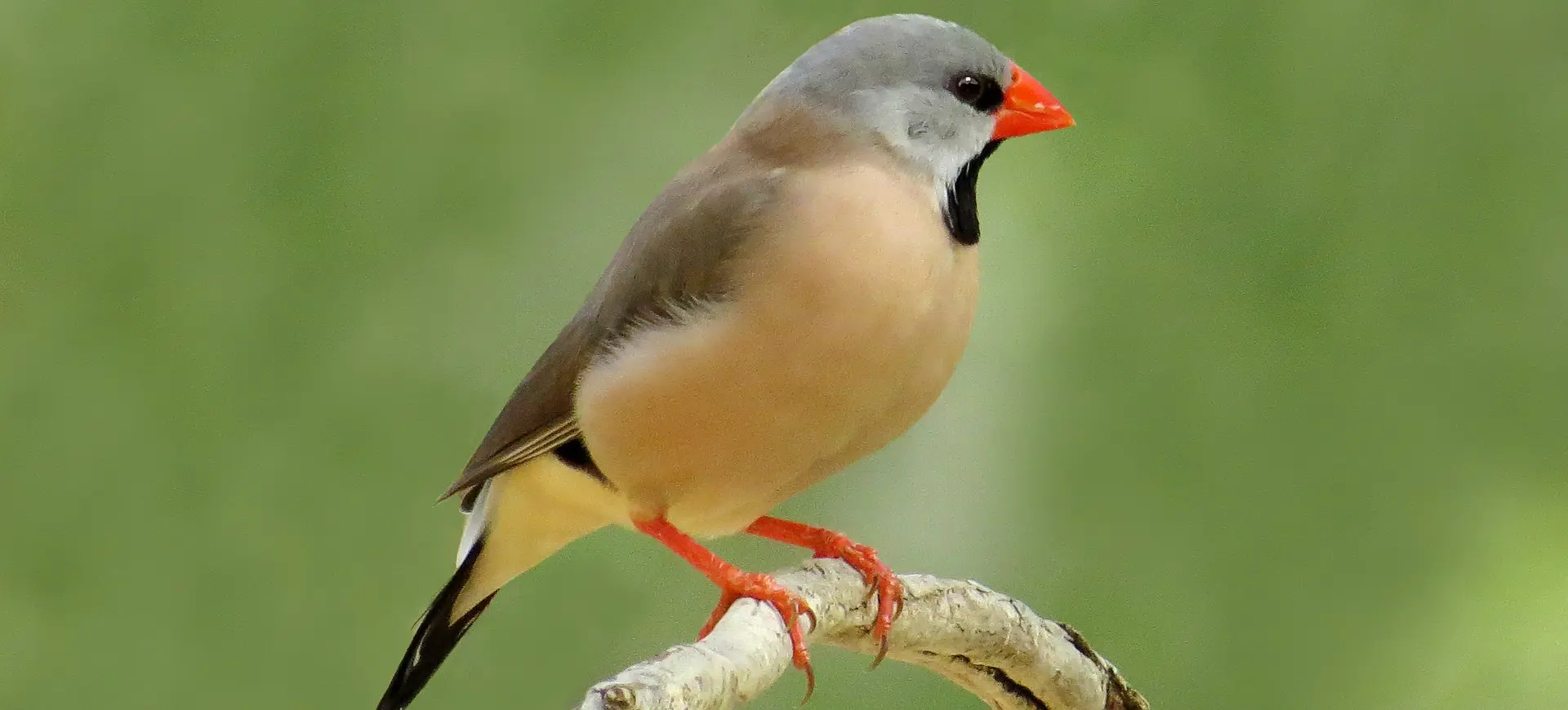 Long-tailed Finch