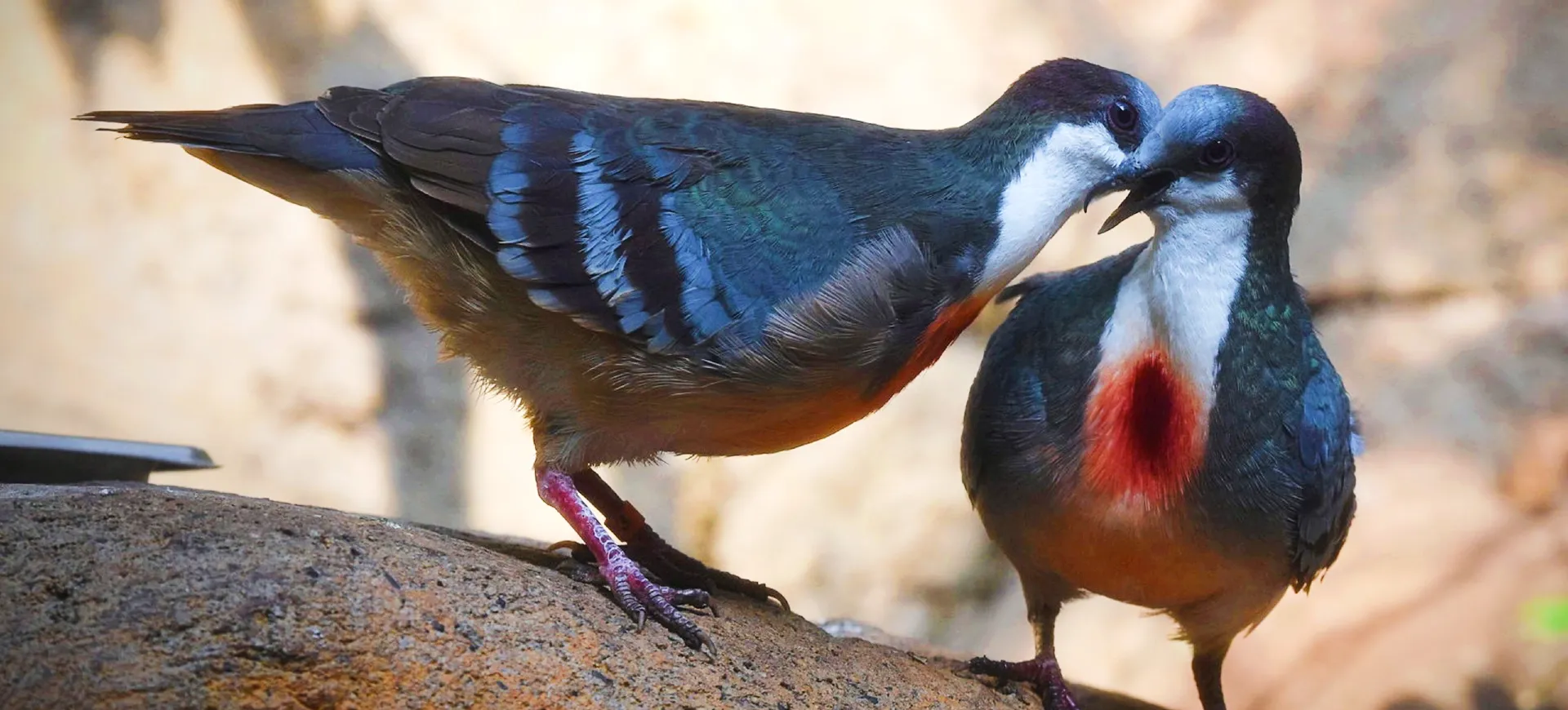 Luzon Bleeding-heart