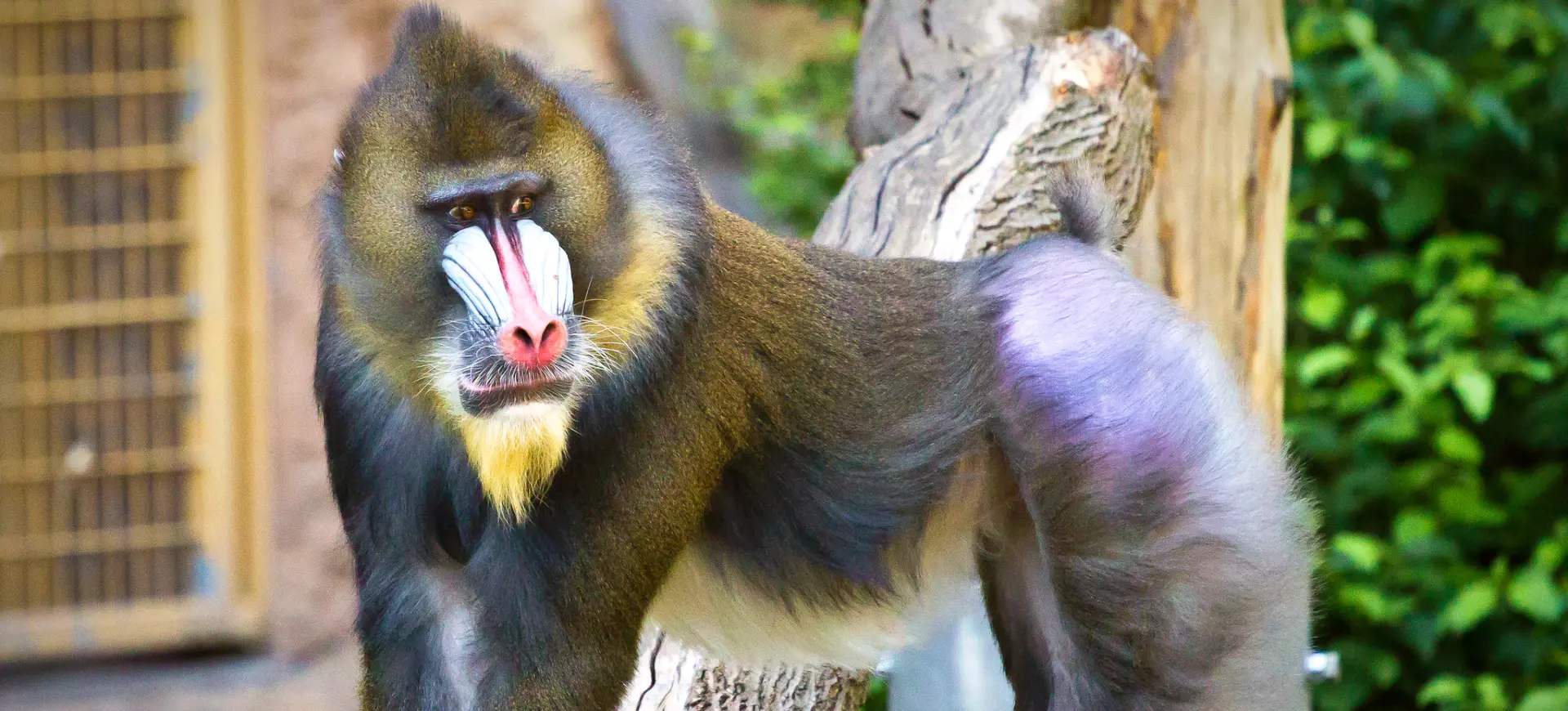 Mandrill