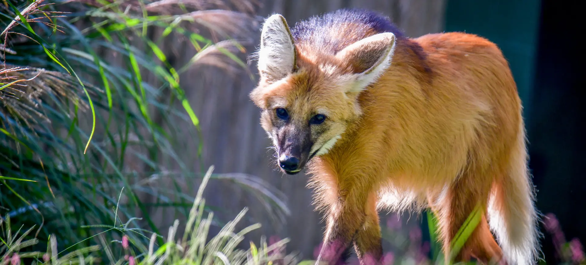 Maned Wolf