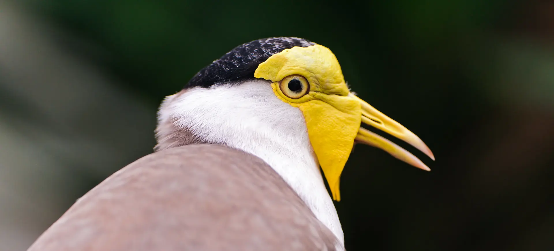 Masked Lapwing