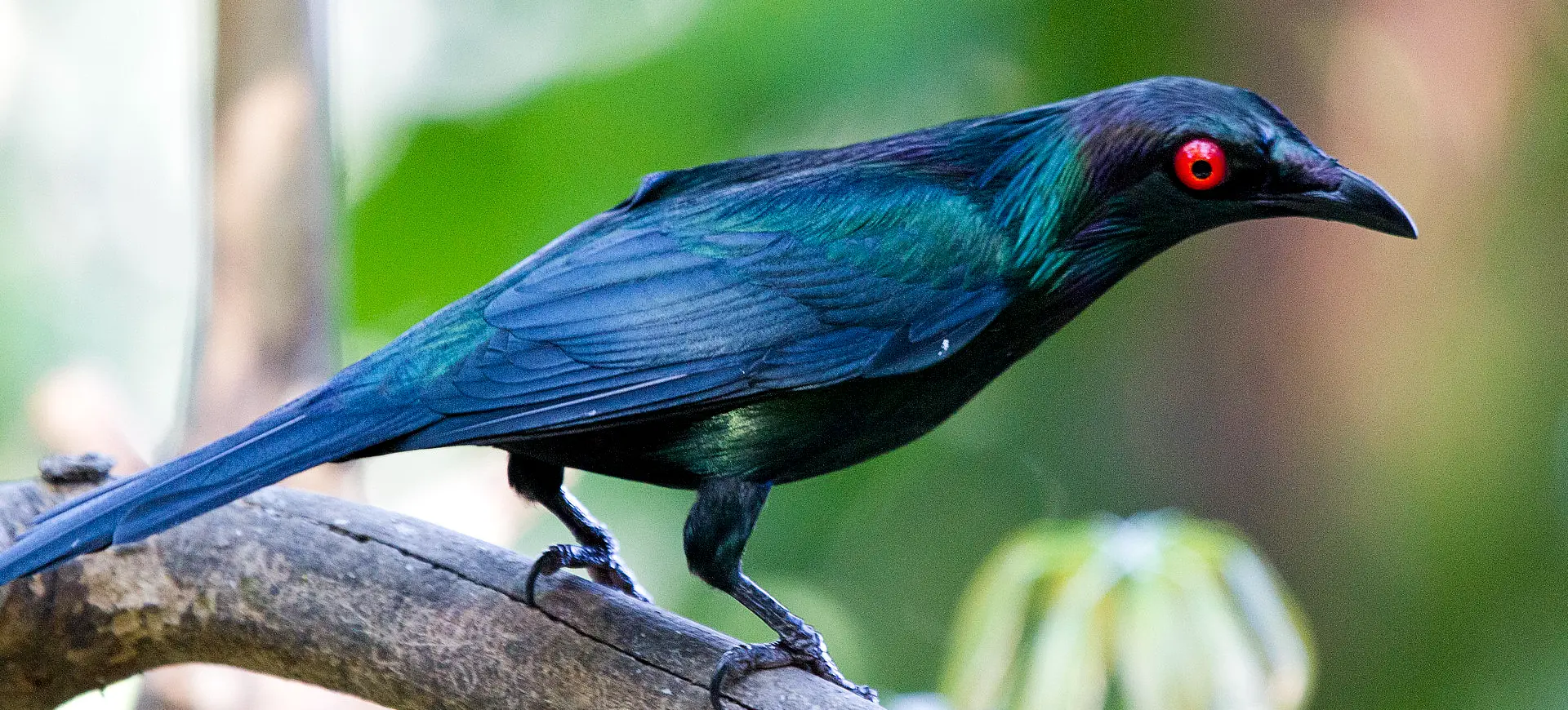 Metallic Starling