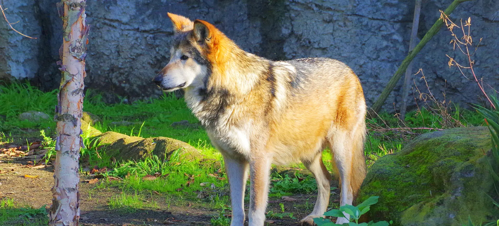 Mexican Gray Wolf