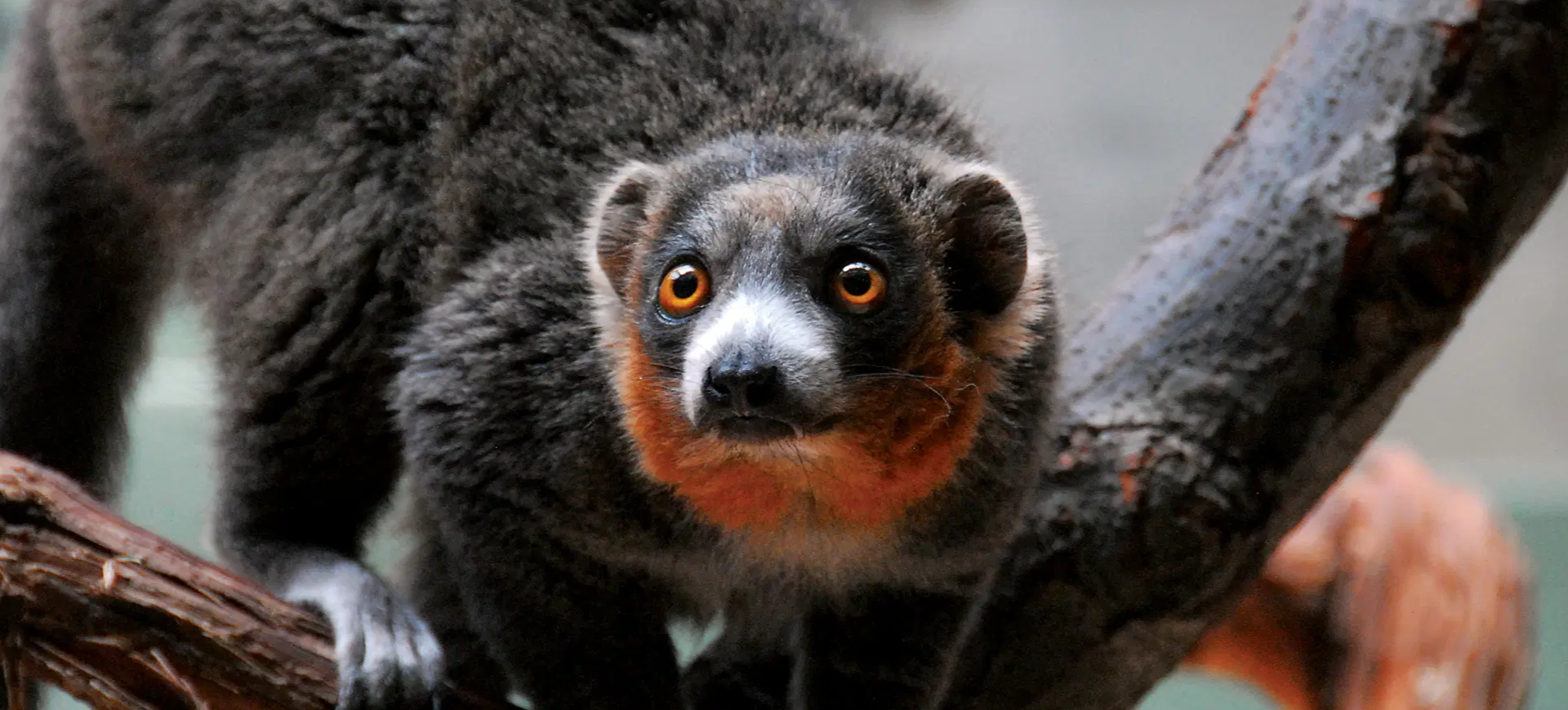 Mongoose Lemur