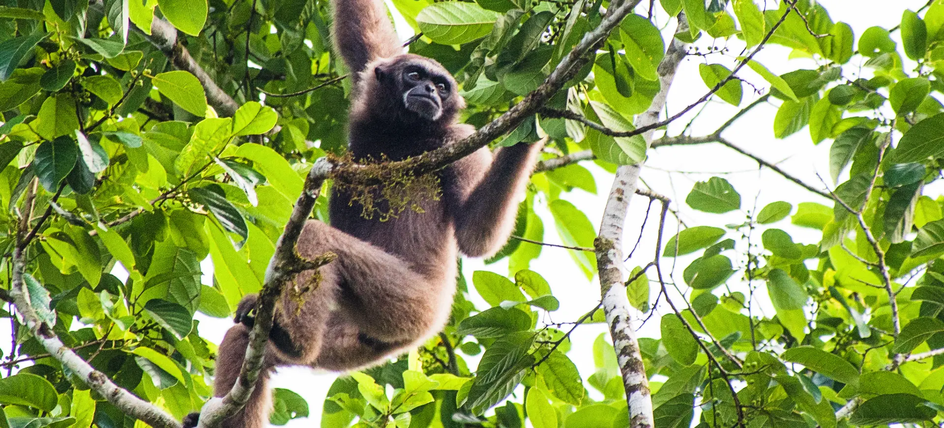 Müller's Gibbon