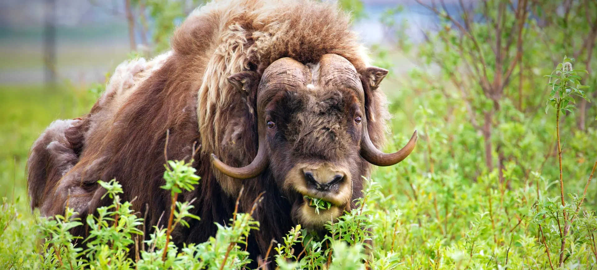 Muskox