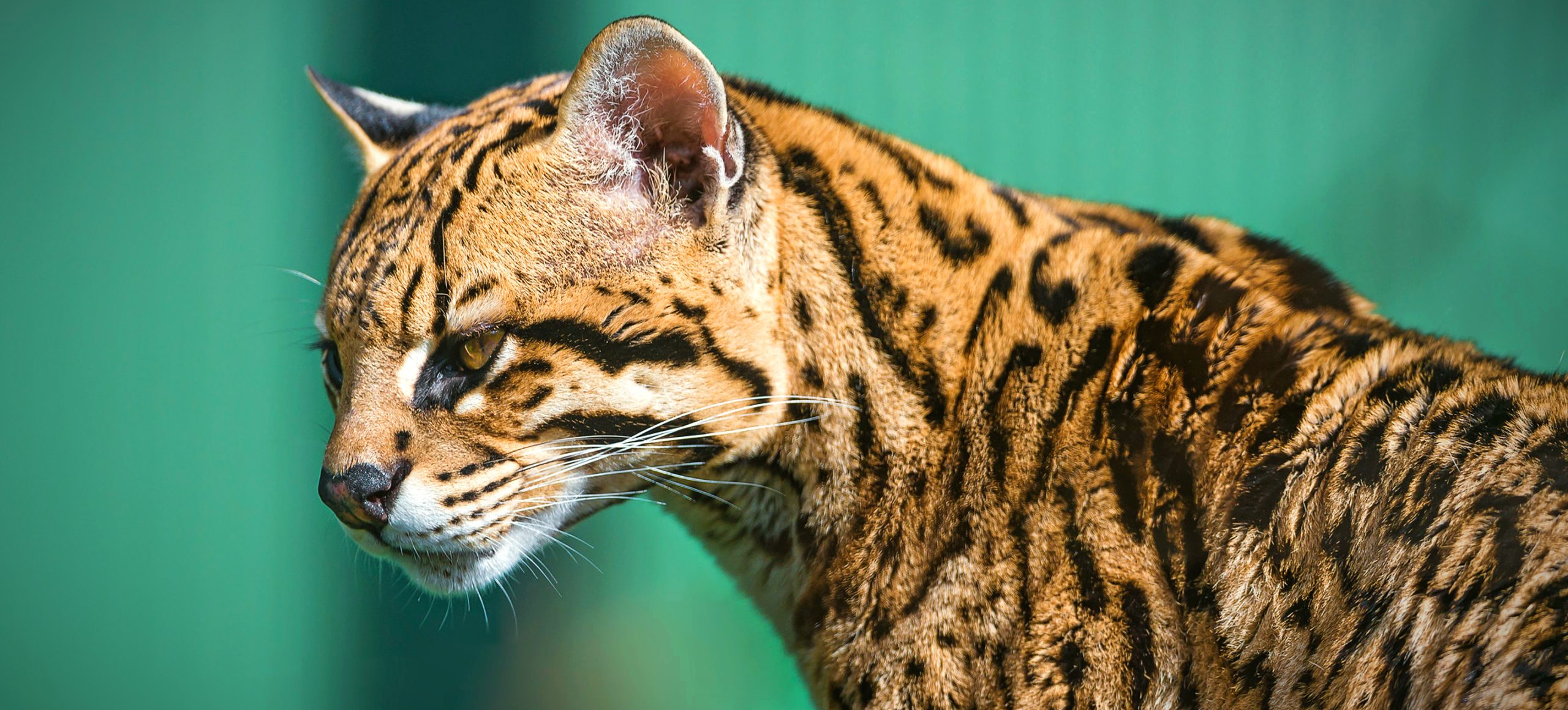 Ocelot