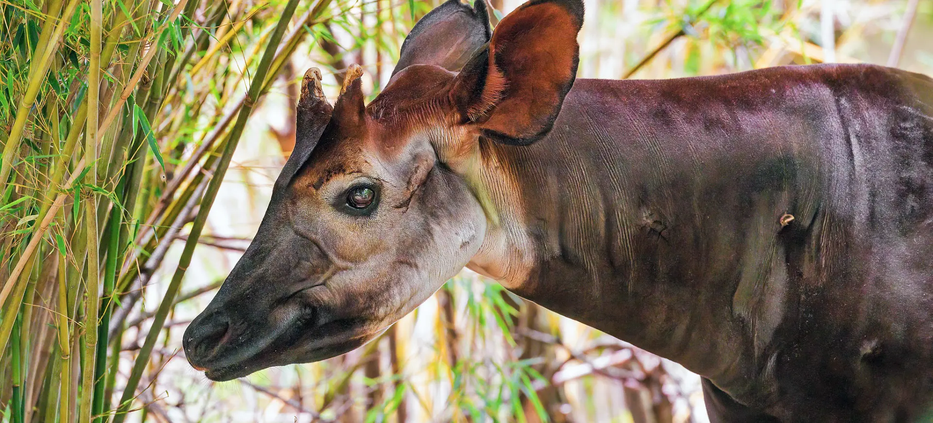 Okapi