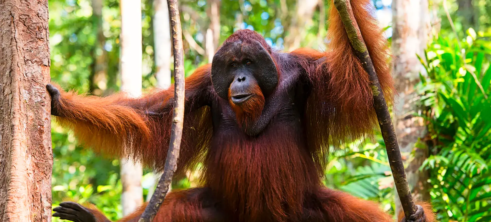 Bornean Orangutan