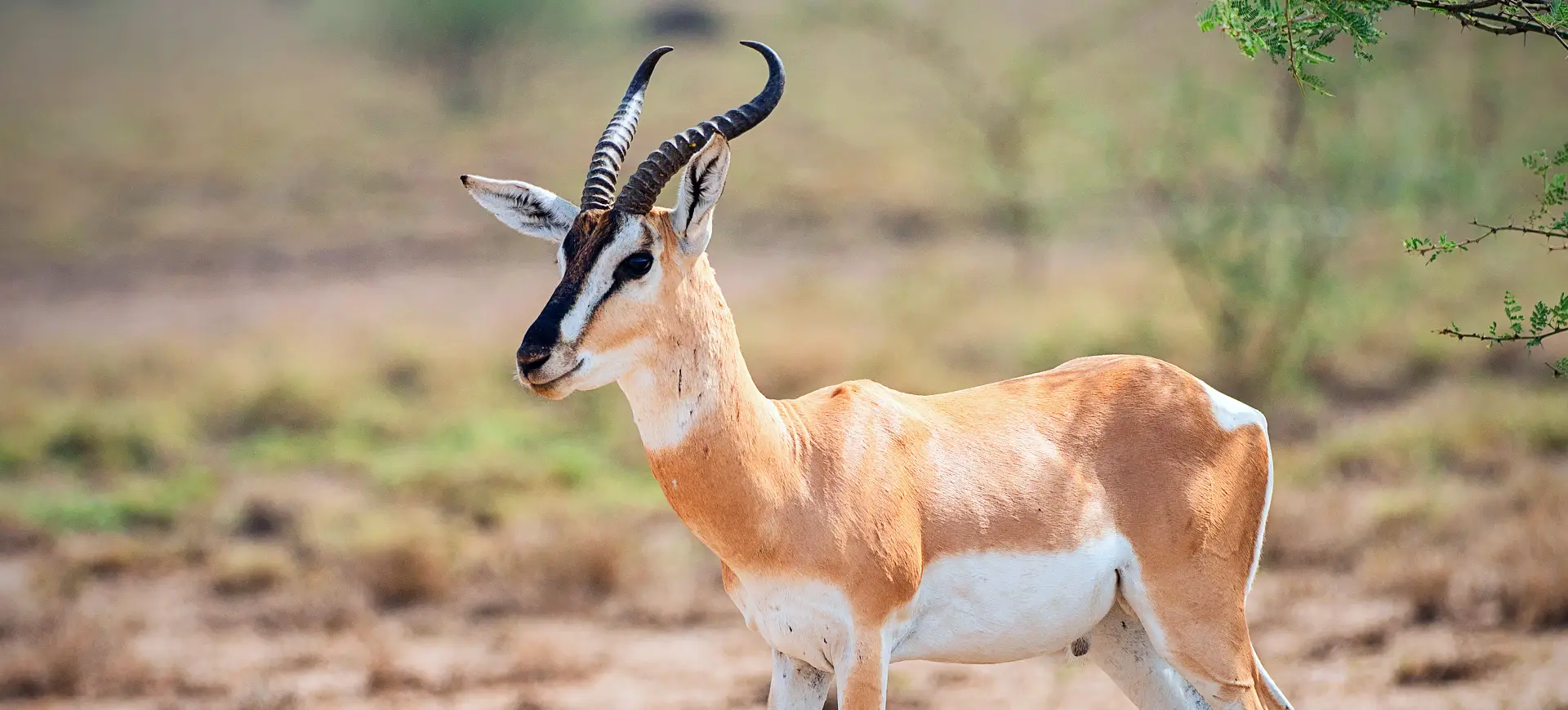 Soemmerring's Gazelle