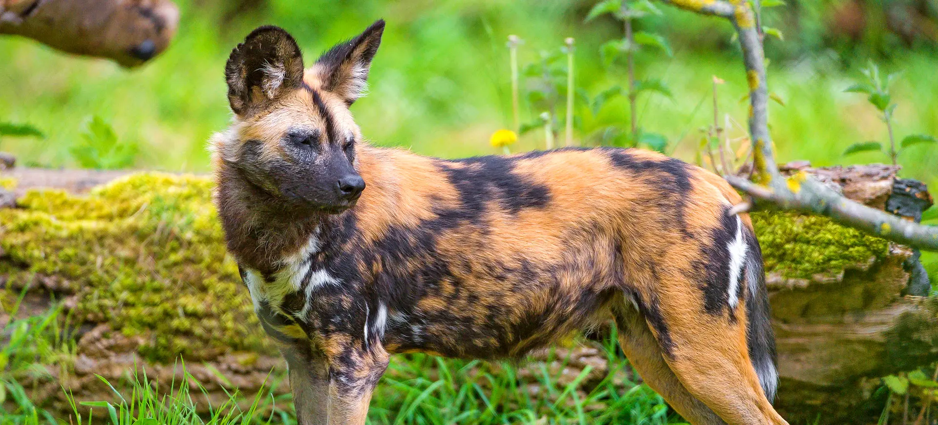 African Painted Dog