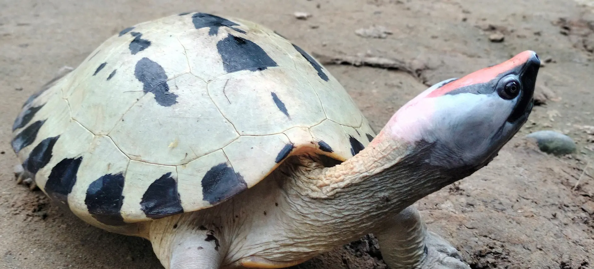 Painted Terrapin