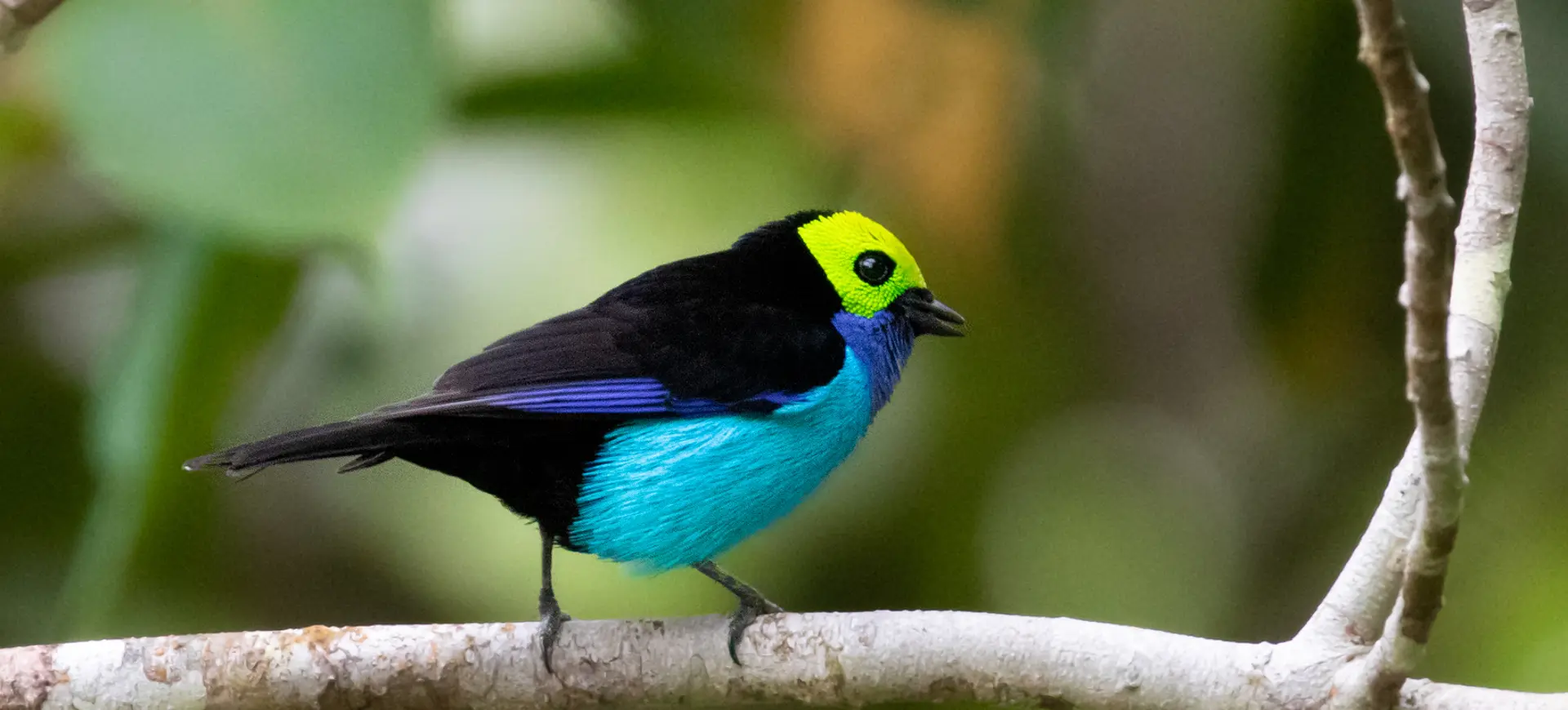 Paradise Tanager