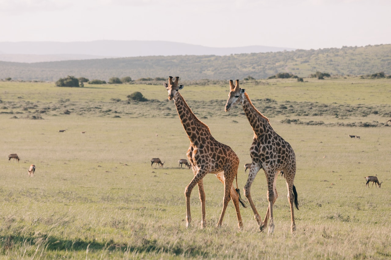 Reticulated Giraffe