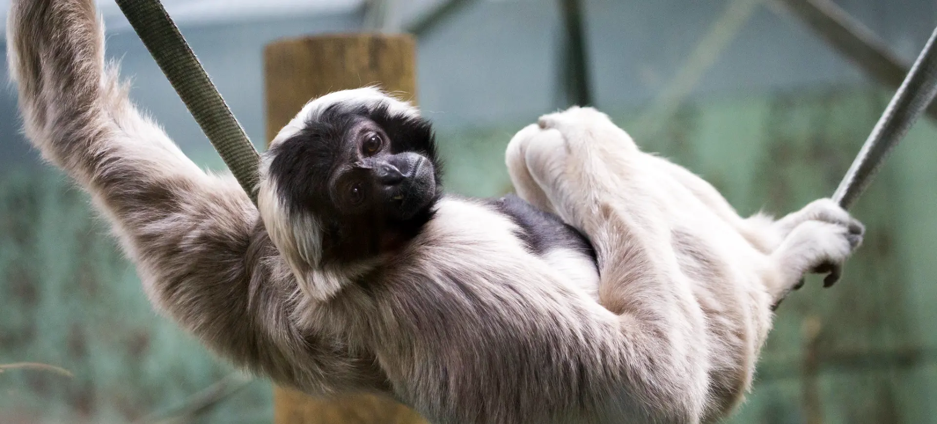 Pileated Gibbon