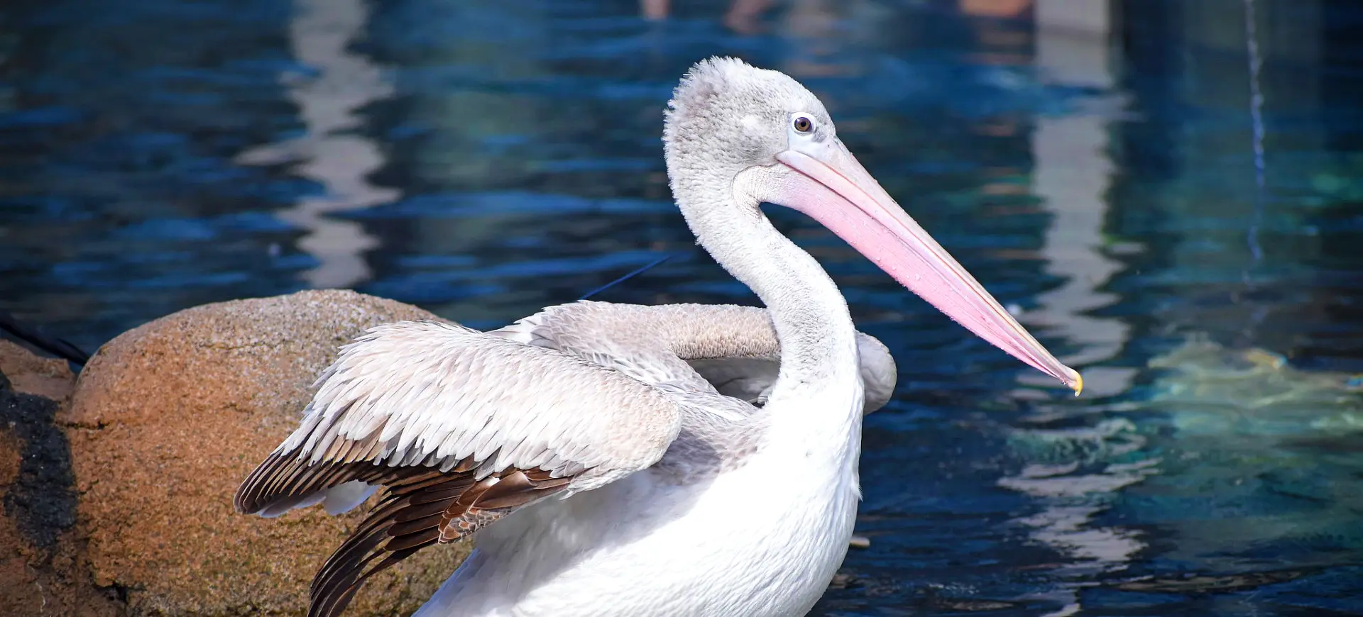 Pink-backed Pelican